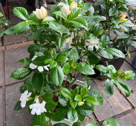 植物葉子下垂原因 植物葉子下垂原因