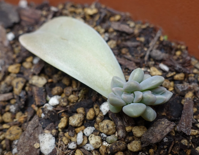 不能吃的植物 不能吃的植物
