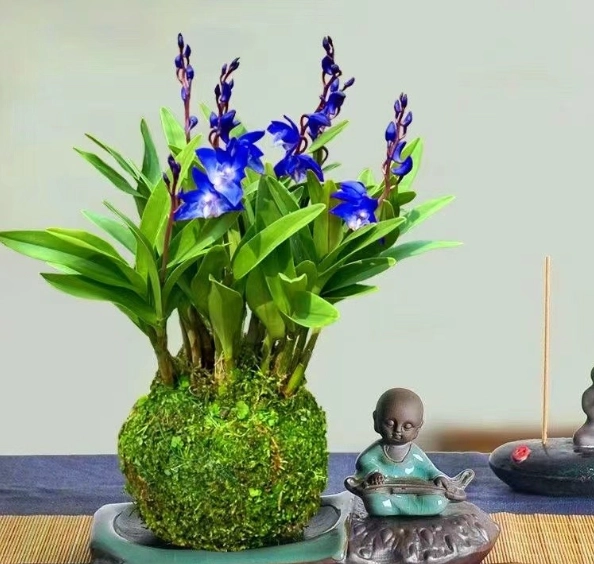 香水石斛蘭種植方法 香水石斛蘭種植方法