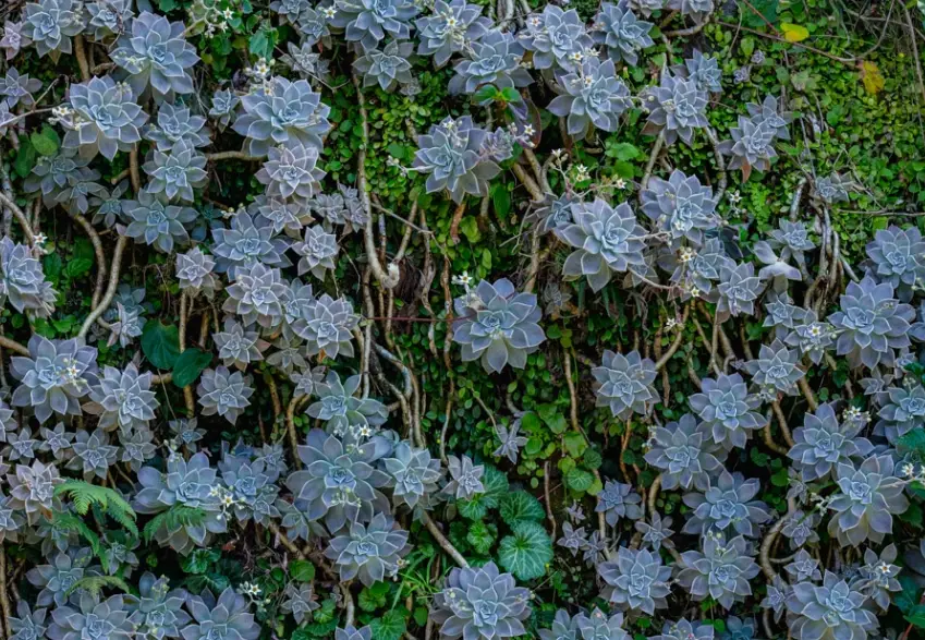 多肉植物繁殖 多肉植物繁殖