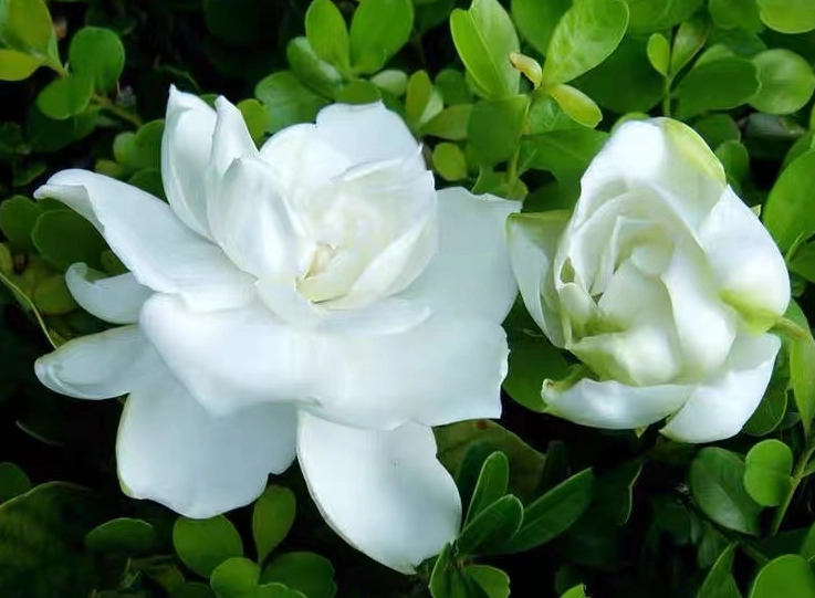 梔子花 寵物 有毒 梔子花 寵物 有毒