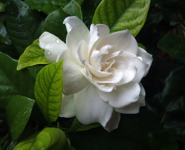 梔子花 寵物 有毒 梔子花 寵物 有毒