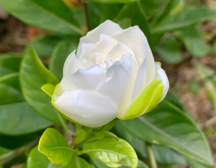 梔子花 功效 梔子花 功效