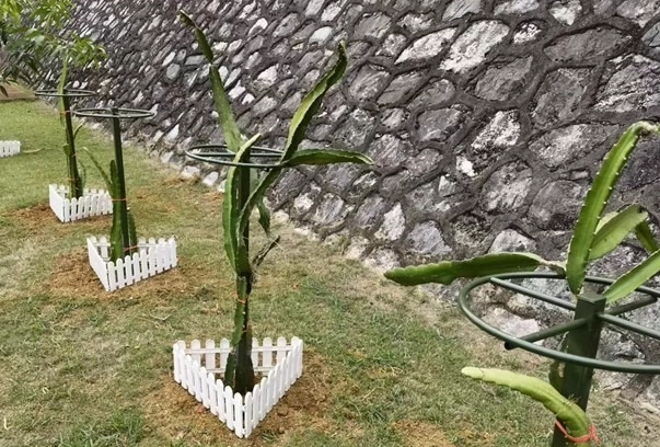 火龍果支架DIY 火龍果支架DIY