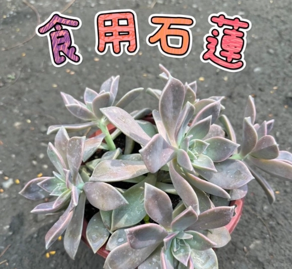 可食用石蓮花 可食用石蓮花