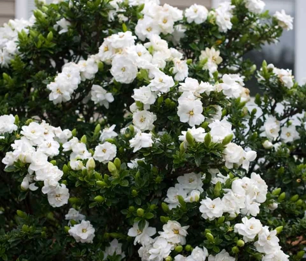 梔子花缺鐵 梔子花缺鐵