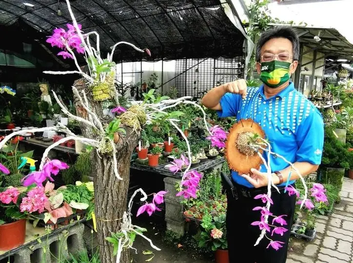 蘭花落葉處理