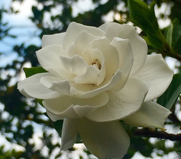 梔子花缺鐵 梔子花缺鐵