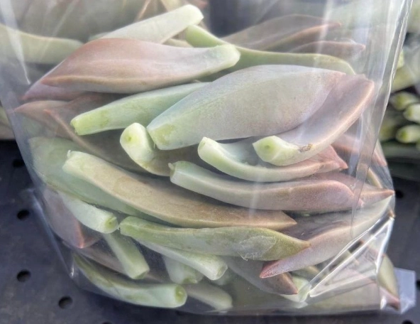 石蓮花品種 石蓮花品種