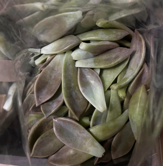 可食用石蓮花 可食用石蓮花