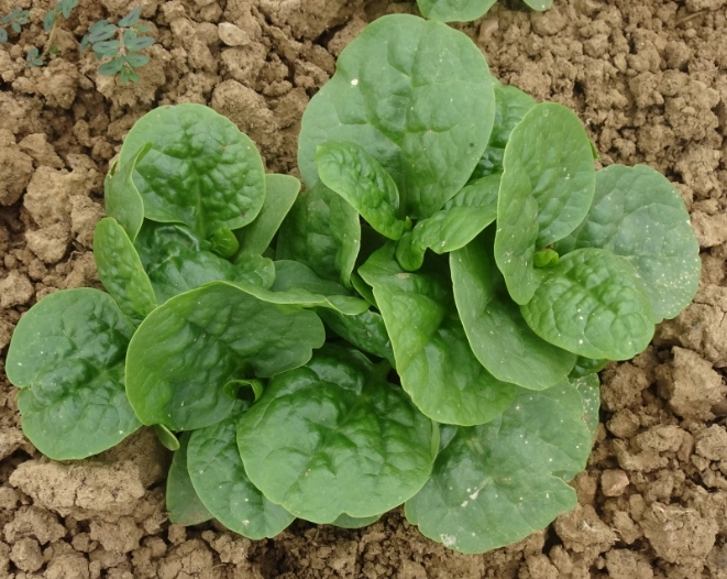 木耳菜 木耳菜