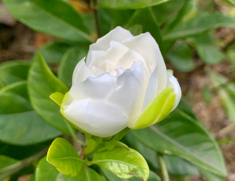 梔子花葉子發黃 梔子花葉子發黃