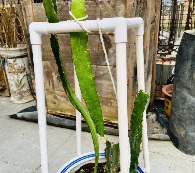 盆栽火龍果種植 盆栽火龍果種植