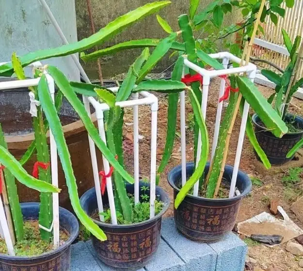 火龍果支架DIY 火龍果支架DIY