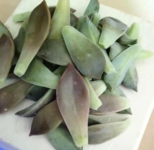 食用石蓮花料理 食用石蓮花料理