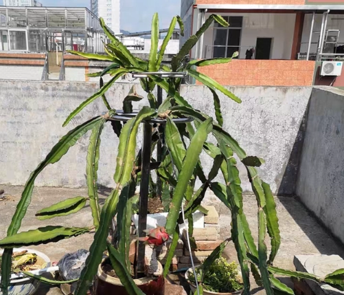 盆栽火龍果種植 盆栽火龍果種植