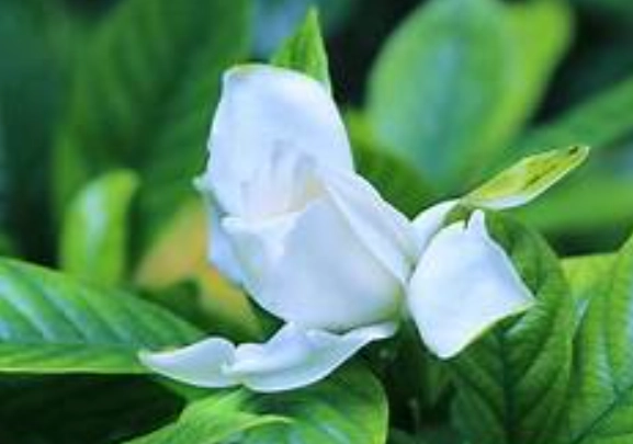 梔子花葉子發黃 梔子花葉子發黃