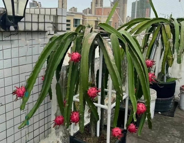 火龍果支架DIY 火龍果支架DIY