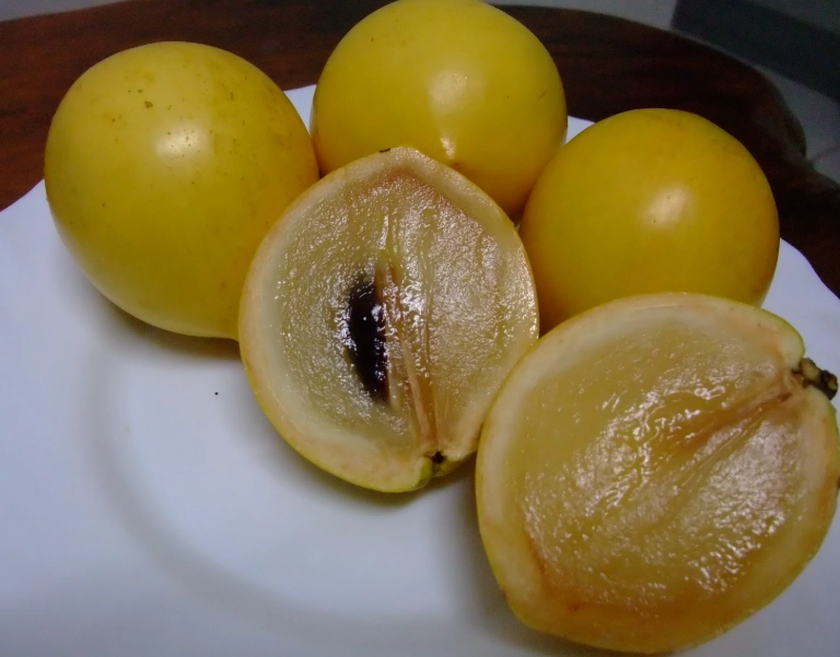 黃金果 黃金果