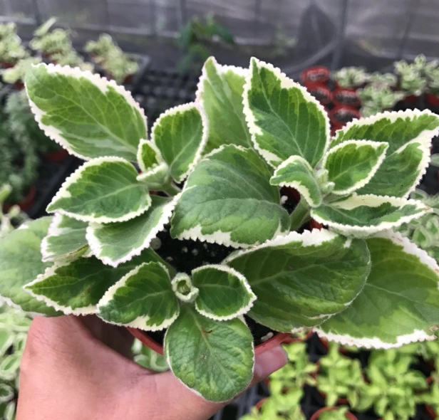 斑葉植物栽培