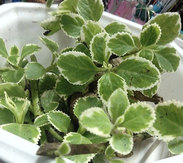 斑葉植物栽培
