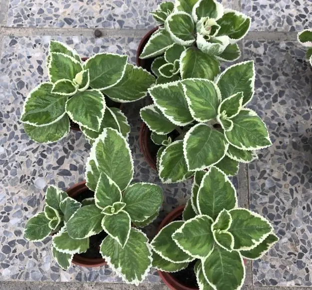 斑葉植物栽培