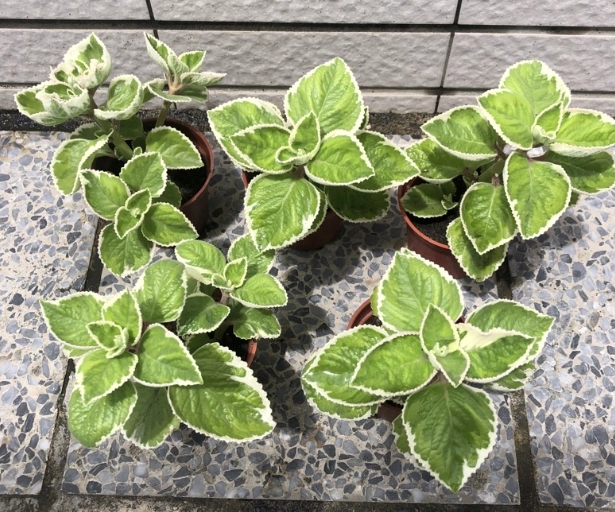 左手香照顧技巧