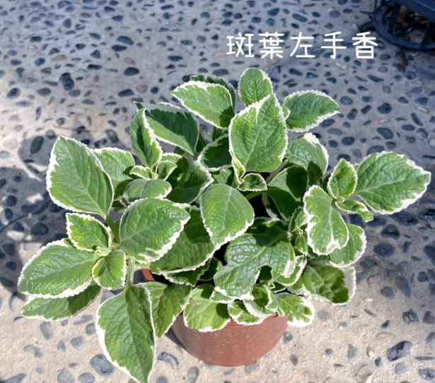 左手香