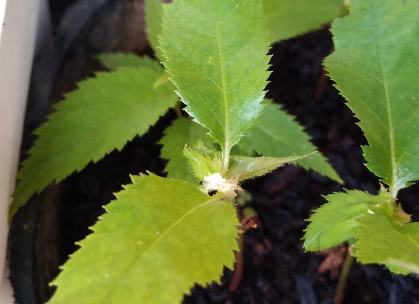 櫻花種子發芽時間 櫻花種子發芽時間