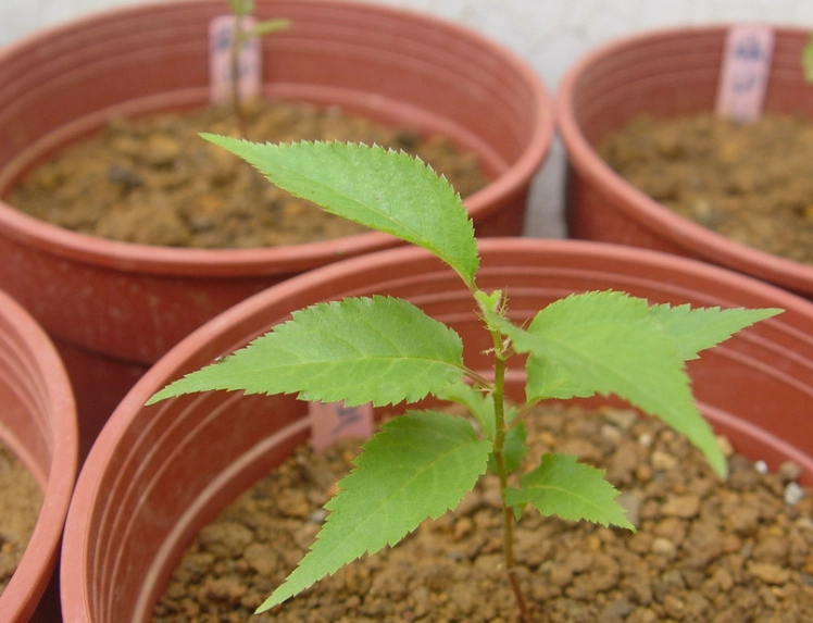 櫻花種子處理 櫻花種子處理