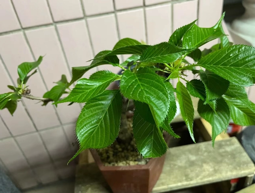 櫻花種子處理 櫻花種子處理