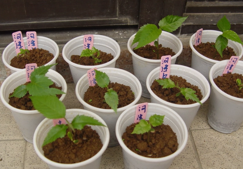 櫻花種子發芽時間 櫻花種子發芽時間