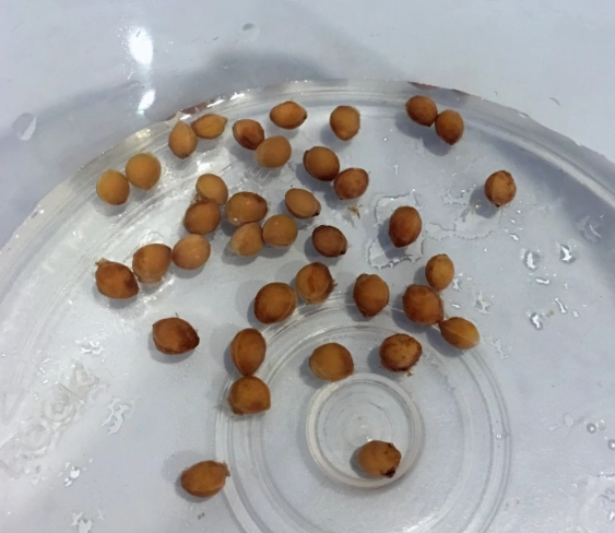 櫻花種子種植方法 櫻花種子種植方法