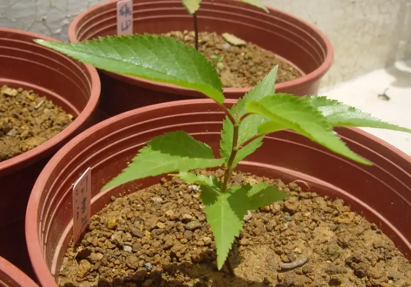 櫻花種子種植方法 櫻花種子種植方法