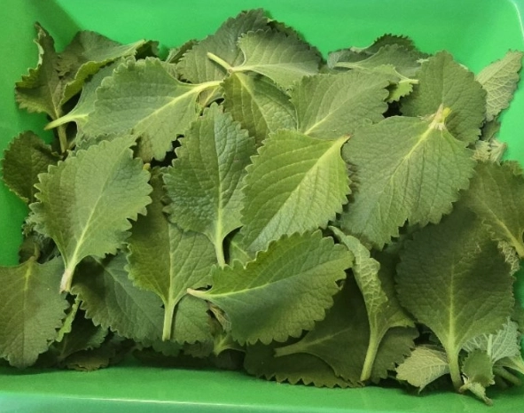 左手香功效 左手香功效