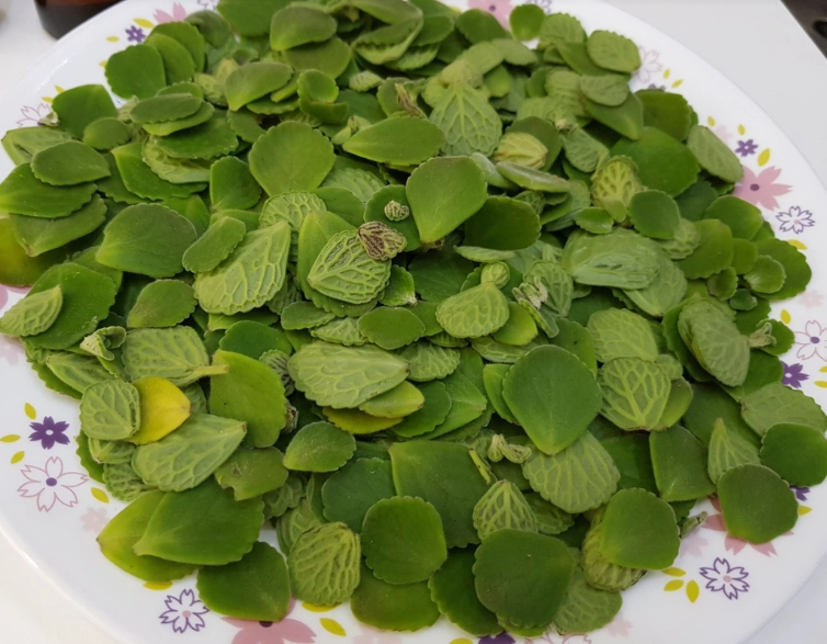 左手香功效 左手香功效