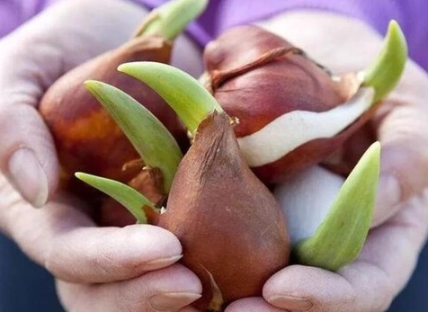 郁金香不开花 郁金香不开花