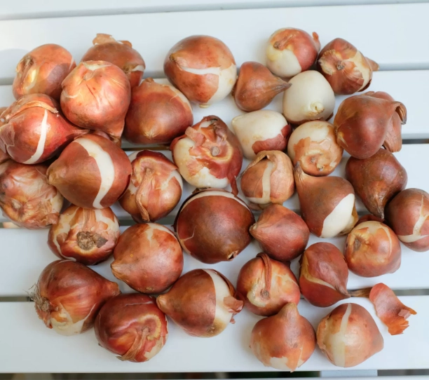 郁金香球茎 郁金香球茎