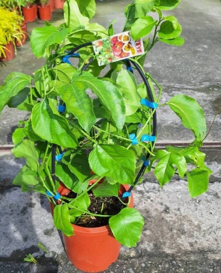 百香果種植