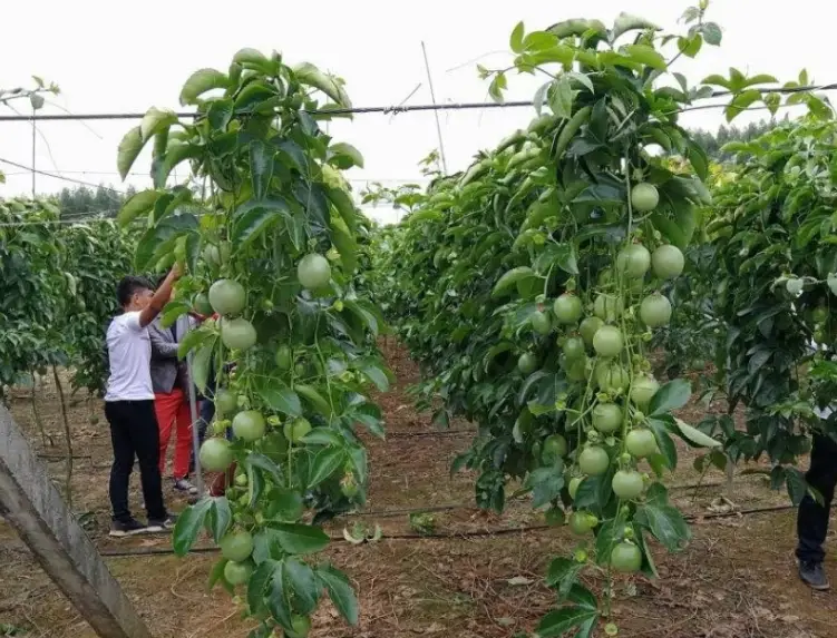 陽台種百香果