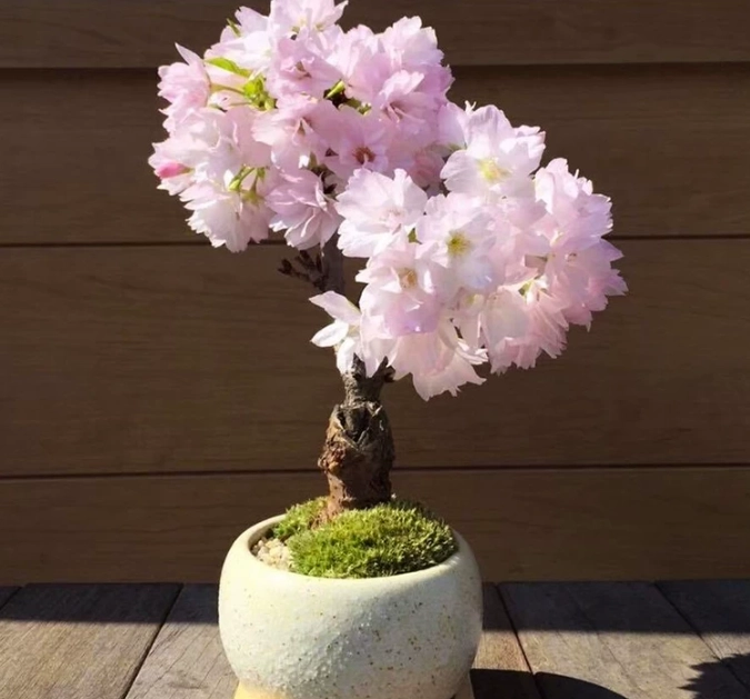 櫻花種子如何種植 櫻花種子如何種植