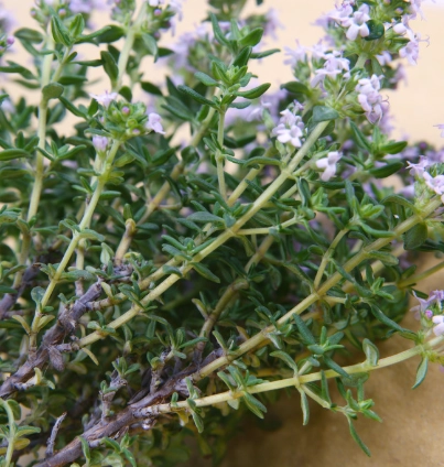 香草植物 養護
