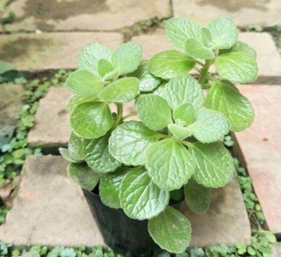 香草植物照顧