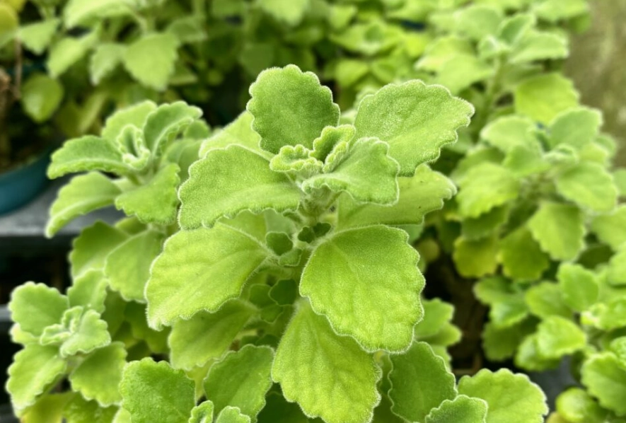 香草植物照顧