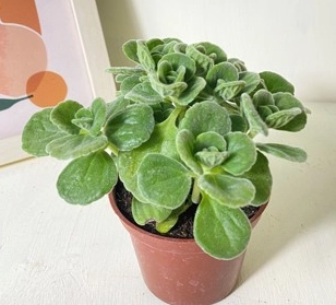 香草植物照顧