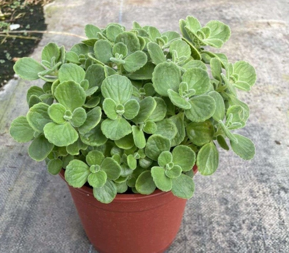 左手香種植