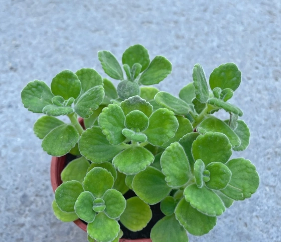 左手香種植