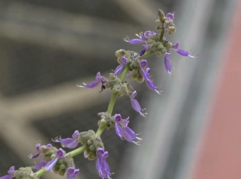 到手香 開花