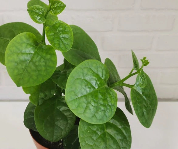 高鉀蔬菜禁忌 高鉀蔬菜禁忌