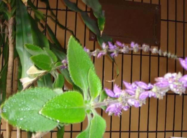 香草植物 種植